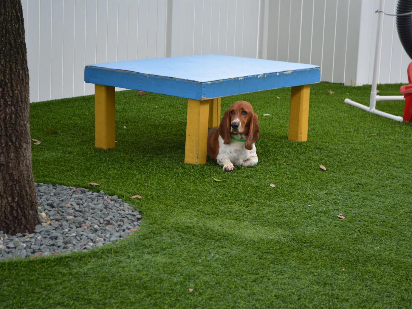 Artificial Grass: Artificial Lawn Milam, Texas Dogs, Commercial Landscape