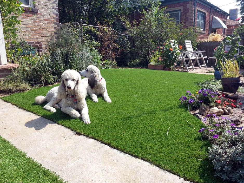 Artificial Grass: Fake Turf Thompsons, Texas Pet Paradise, Landscaping Ideas For Front Yard