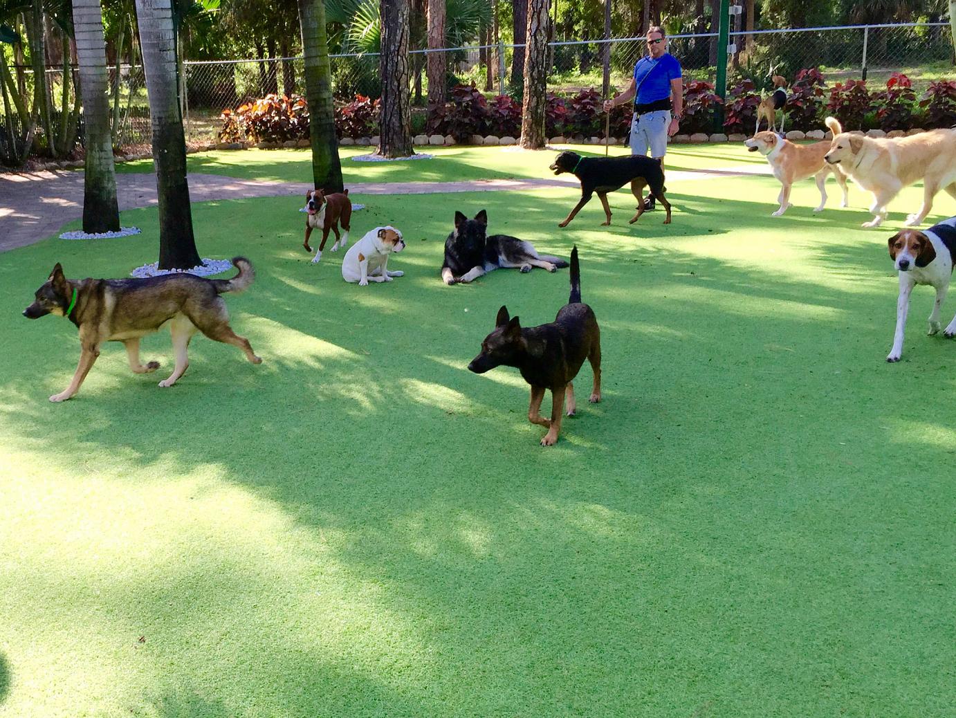 Artificial Grass: Green Lawn Martindale, Texas Pet Grass, Dogs