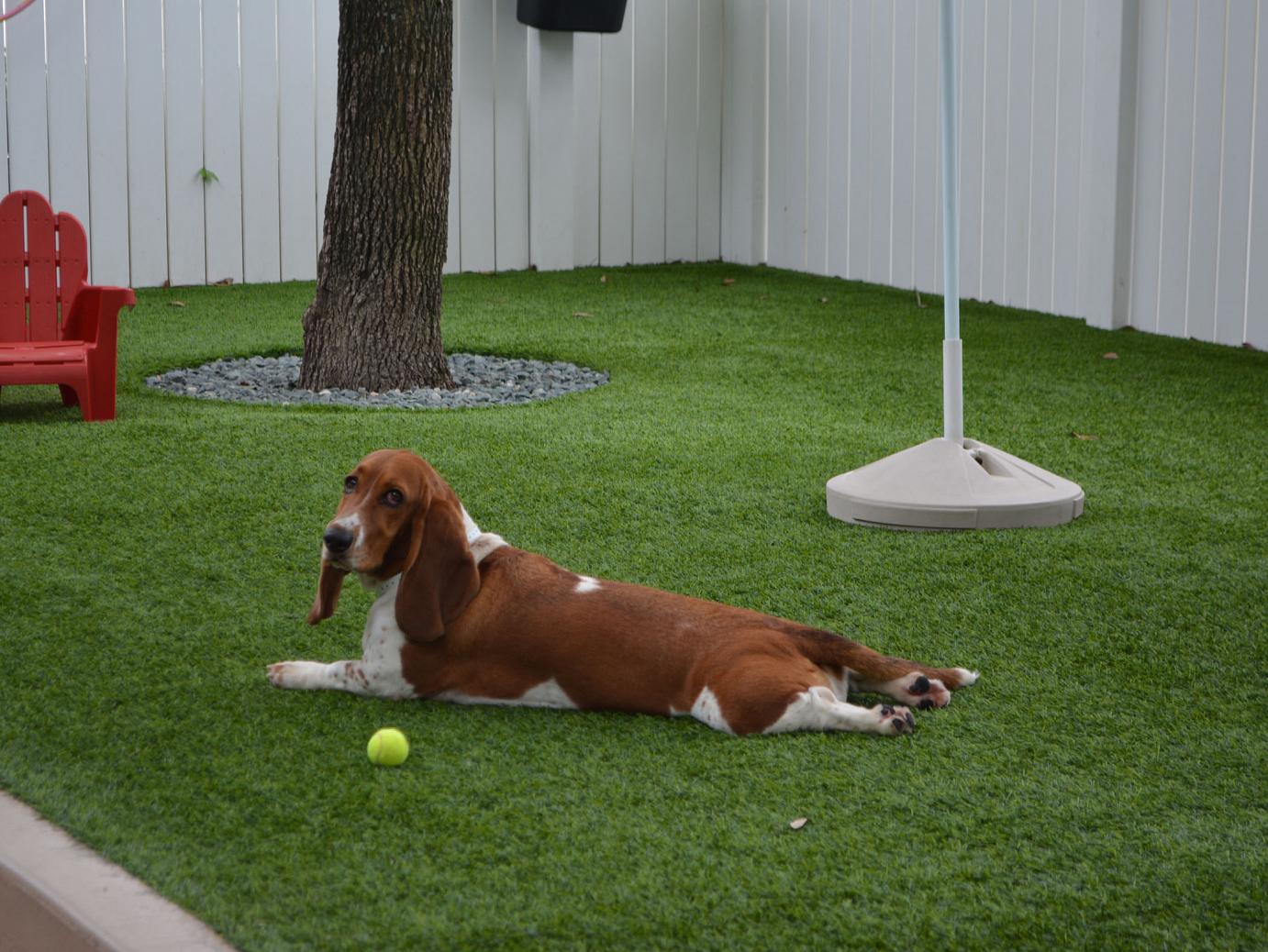 Artificial Grass: Lawn Services Onion Creek, Texas Dog Park, Grass for Dogs