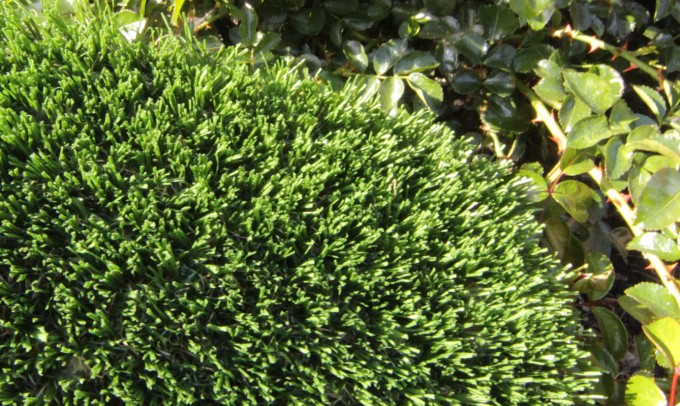 Hollow Blade-73 syntheticgrass Artificial Grass Houston, Texas