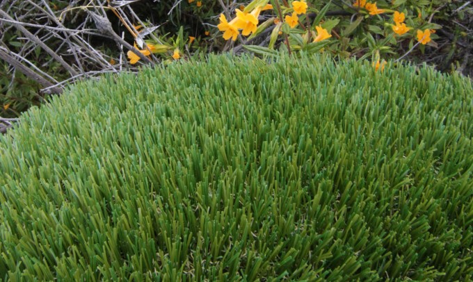 V Blade-64 syntheticgrass Artificial Grass Houston, Texas