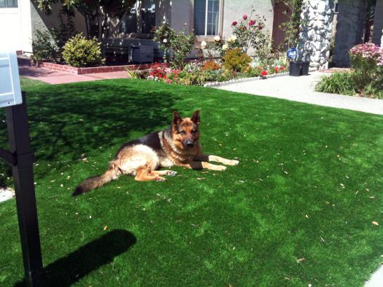 Artificial Grass Photos: Grass Carpet Cypress, Texas Dog Running, Dogs Runs