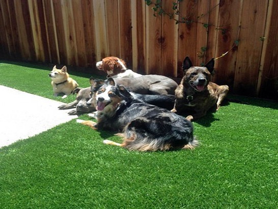 Artificial Grass Photos: Grass Carpet Rogers, Texas Dogs, Backyard Makeover