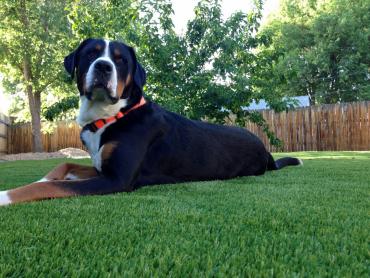 Artificial Grass Photos: Synthetic Grass Cost Splendora, Texas Dogs, Backyard