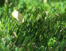 Artificial Turf Grass