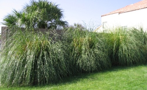 Desert Landscaping - Ornamental Grass